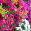 CAY-HOA-GIAY-TRONG-BAN-CONG_1