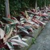 CAY-HONG-QUAN-TU-TRONG-VIEN