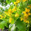 CAY-MUONG-LA-LAC_1