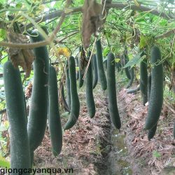 bixanhso1gianqua