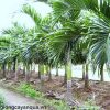 cay-cau-trang