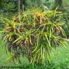 cay-co-tong-duoi-luon