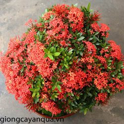 rp_cay-mau-don-nhat.jpg