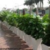cay-van-nien-thanh-leo-viet-nam