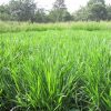 giong-co-paspalum