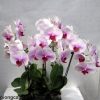 lan-ho-diep-trang-luoi-ho