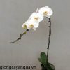 lan ho diep trangKTW-114