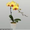 lan-ho-diep-vang-luoi-do-kty286