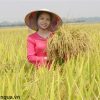 lua-chan-chau-huong